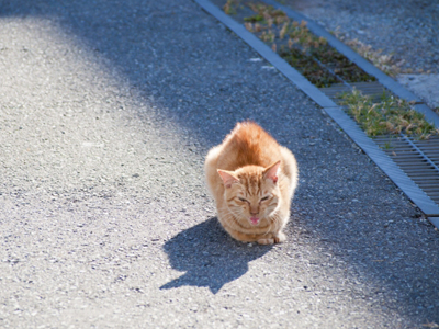 飼い主のいない猫避妊去勢事業