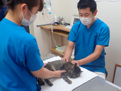 負傷動物一時救急事業